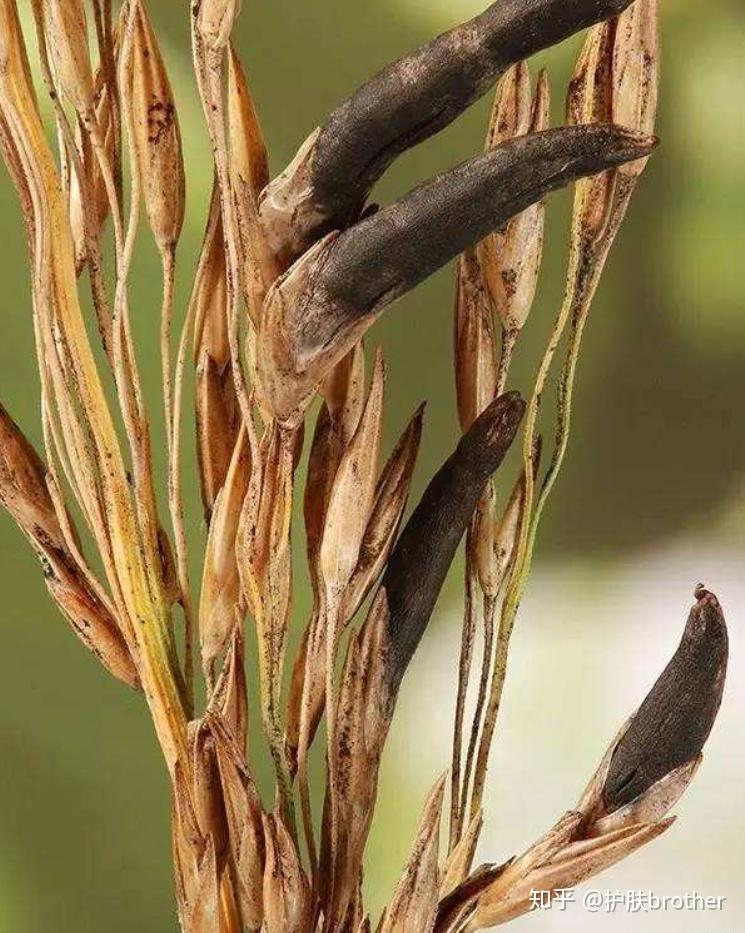 1909年,由charles tanret从麦角(麦角为麦角菌科真菌麦角菌和小头麦角