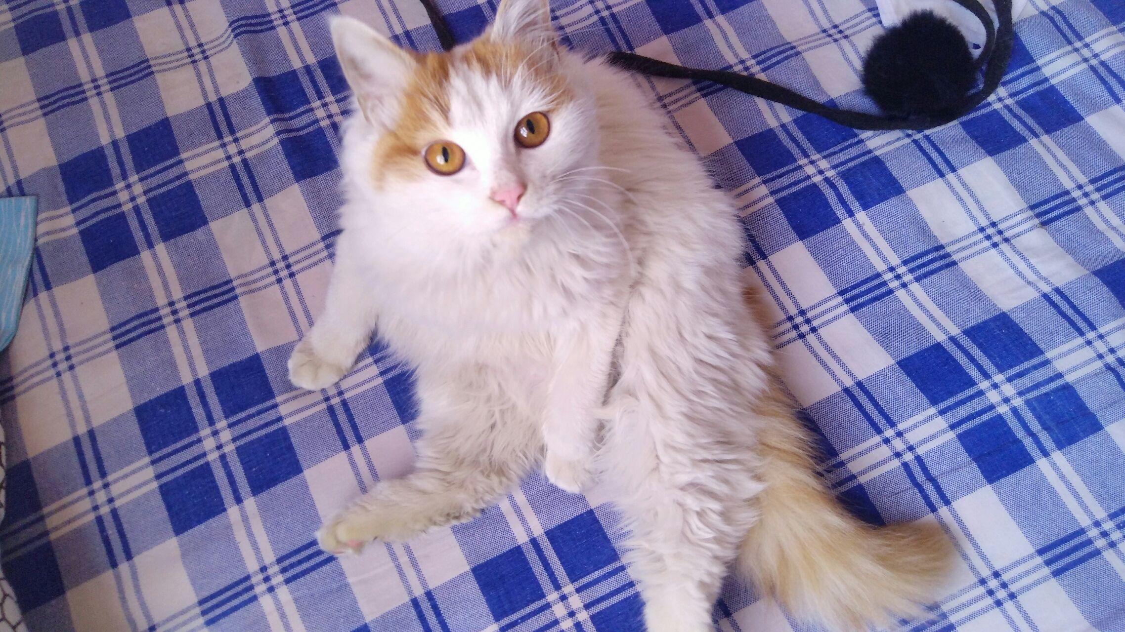 为什么猫的反应速度比人快,但是逗猫的时候看