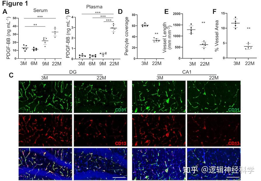 约翰斯霍普金斯大学团队发现衰老骨分泌PDGFBB可通过剪切周细胞中PDGFRβ导致大脑海马区血管损伤 知乎