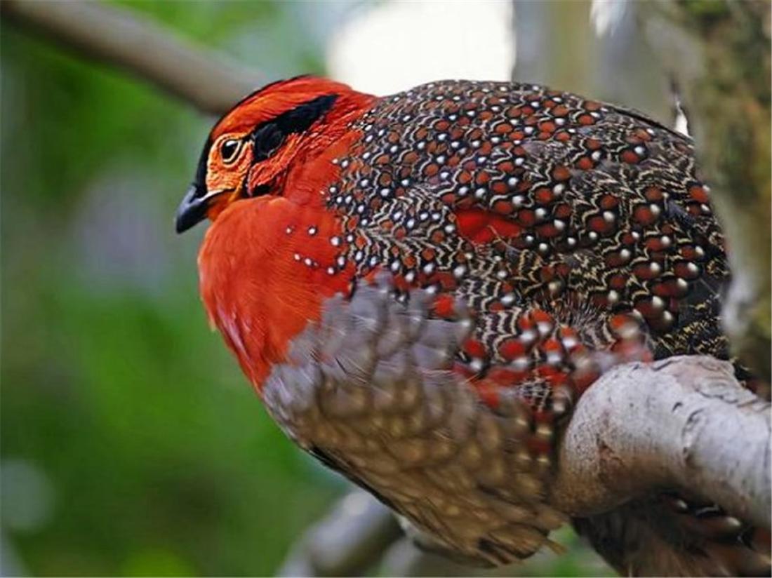 喜马拉雅出现灰腹角雉头上长犄角喉部生肉裙销声匿迹107年