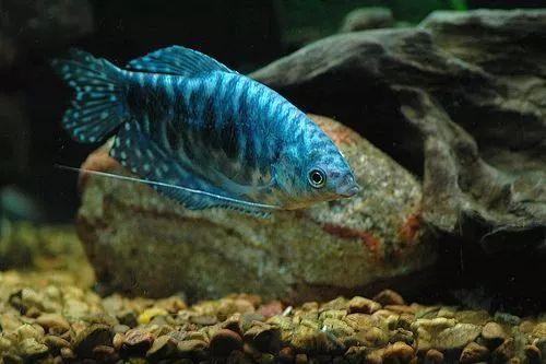 皮之蓝曼龙价格便宜门槛低颜值高又不闹腾