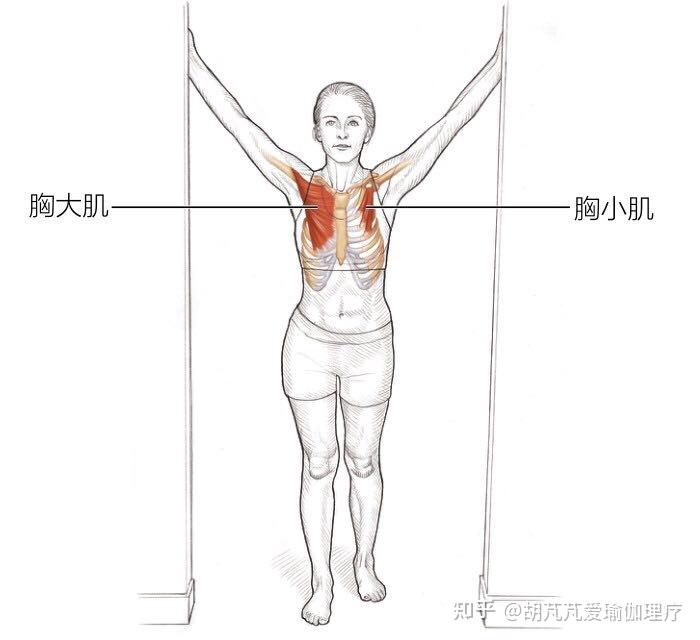 胸肌拉伸方法图解图片