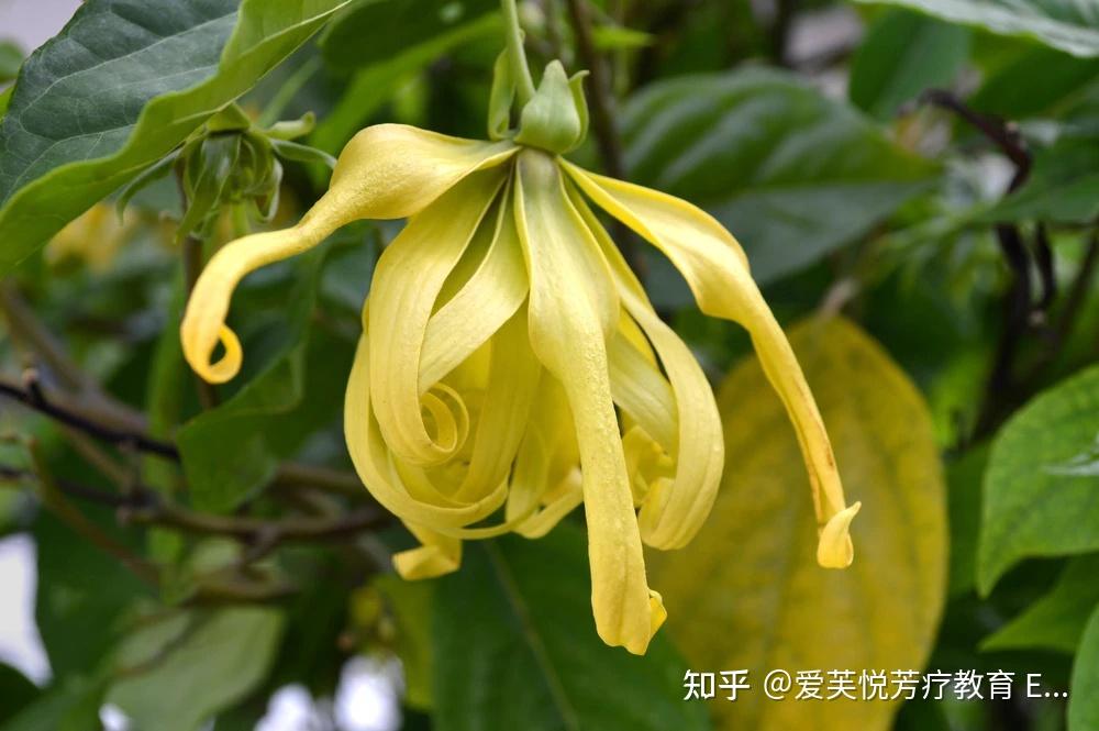 《甄嬛传》的催情香精油之一:依兰依兰 - 知乎