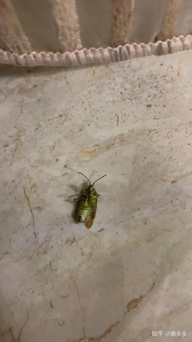 家里有绿色会飞的大虫子?