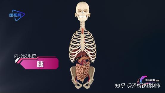胰是什么?如何养护胰腺? - 知乎
