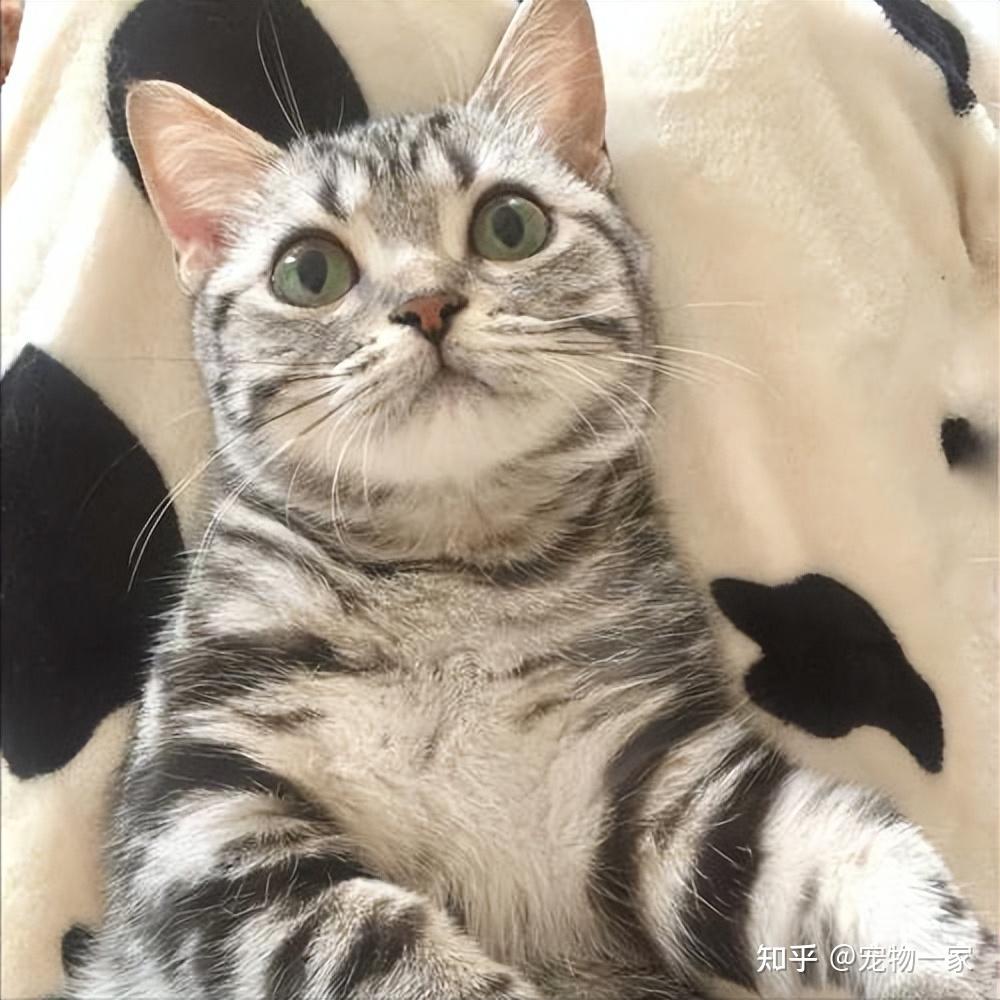 美短猫这些小动作,藏着满满的爱意,你感受到了吗? - 知乎