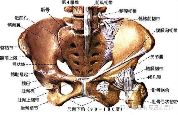 我們人體重心的所在位置,上接脊柱,下連雙腿,是人體中承上啟下的結構