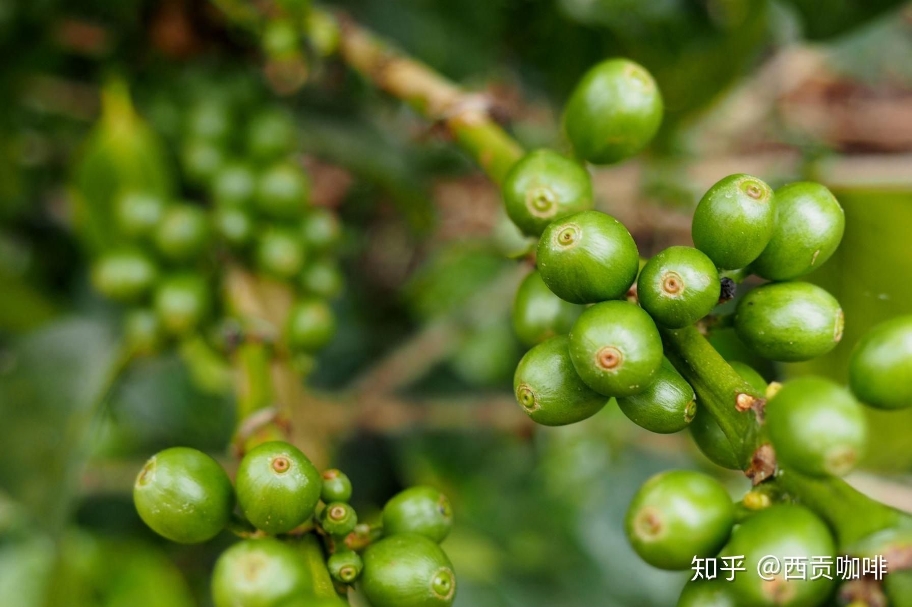 咖啡品种介绍之新世界mundonovo