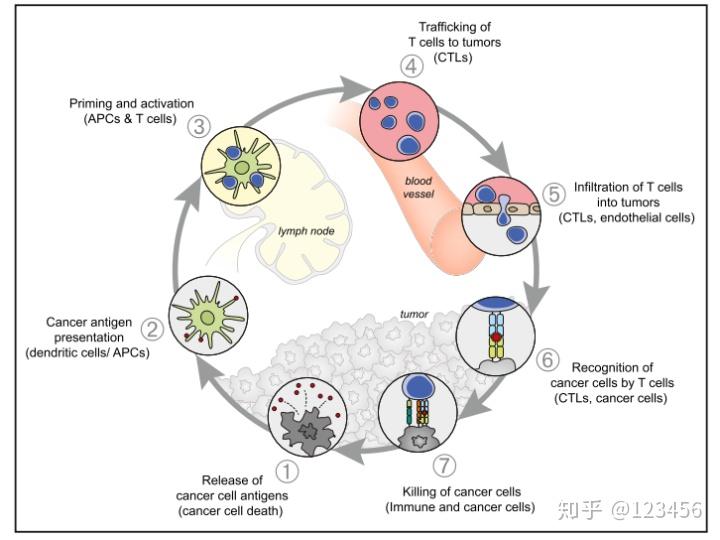 效應t細胞的啟動和激活腫瘤抗原呈遞腫瘤抗原釋放腫瘤免疫循環分為