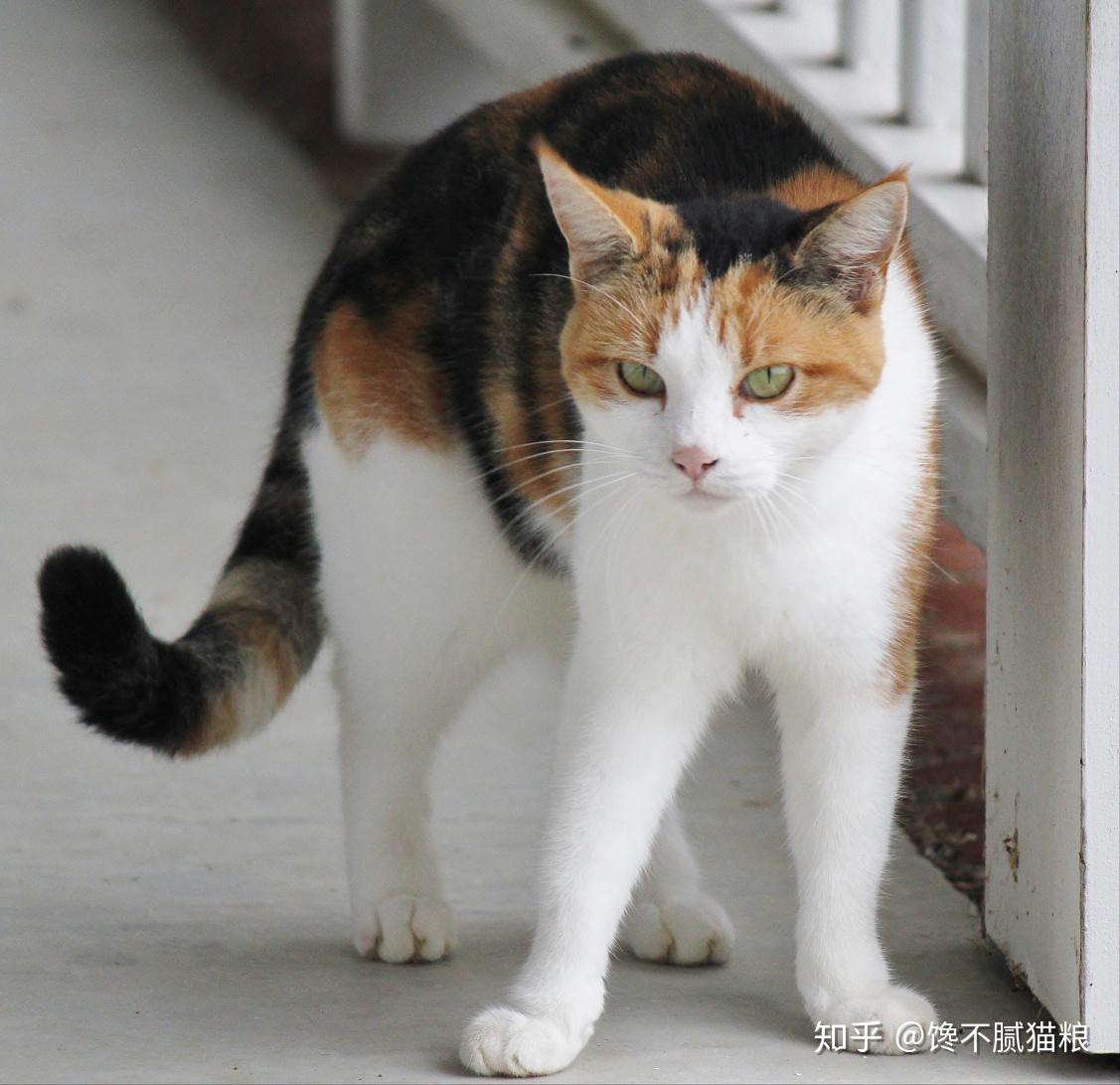 非常"记仇"的5种猫咪,得罪它会让你后悔一辈子