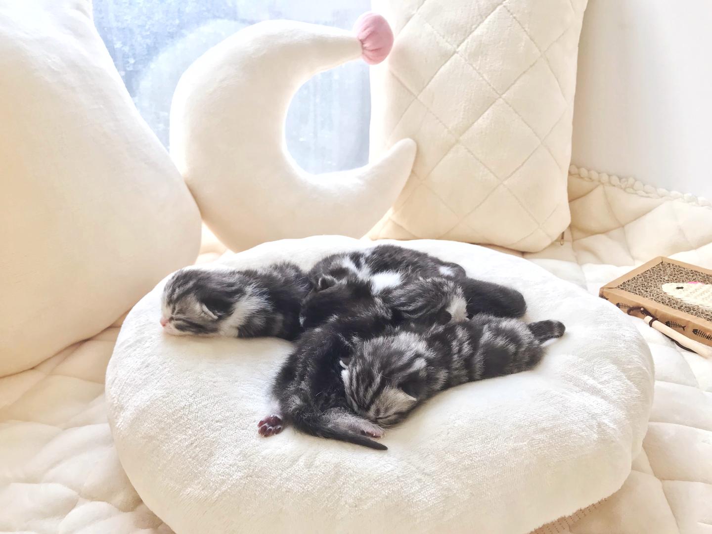 新手铲屎官养猫指南 知乎 新手铲屎官养猫指南 知乎