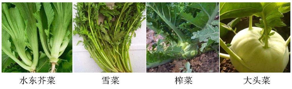 芥菜本是一種蔬菜,種類比較多,包括水東芥菜,雪裡紅(雪菜),榨菜