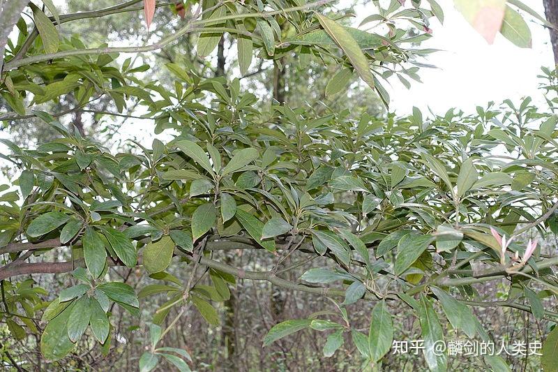 【地球生物全系列——植物篇】樟科—樟亚科(三):楠木 - 知乎