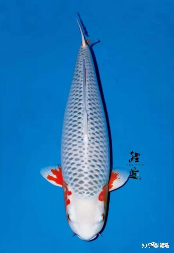 鲤道|浅黄锦鲤的杏仁白!挑选当岁鱼的方法