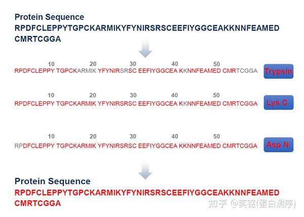 多序列蛋白同源性比对分析 - 知乎