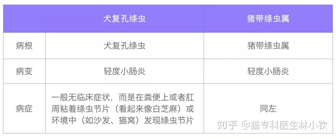 猫寄生虫系列绦虫感染20