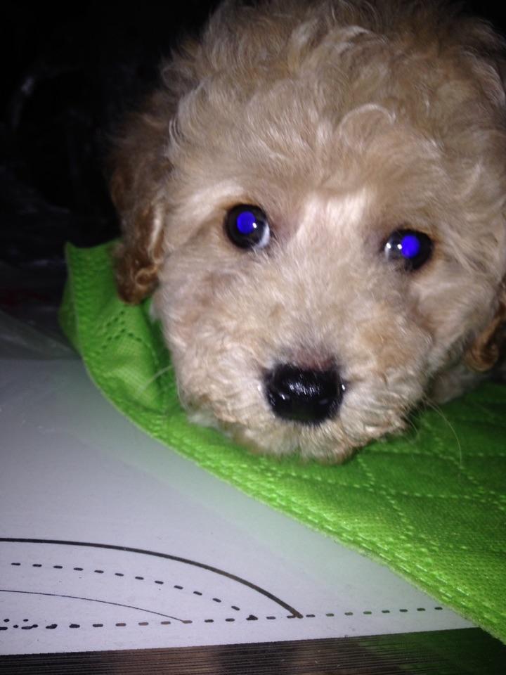 贵宾犬眼睛是蓝色的?
