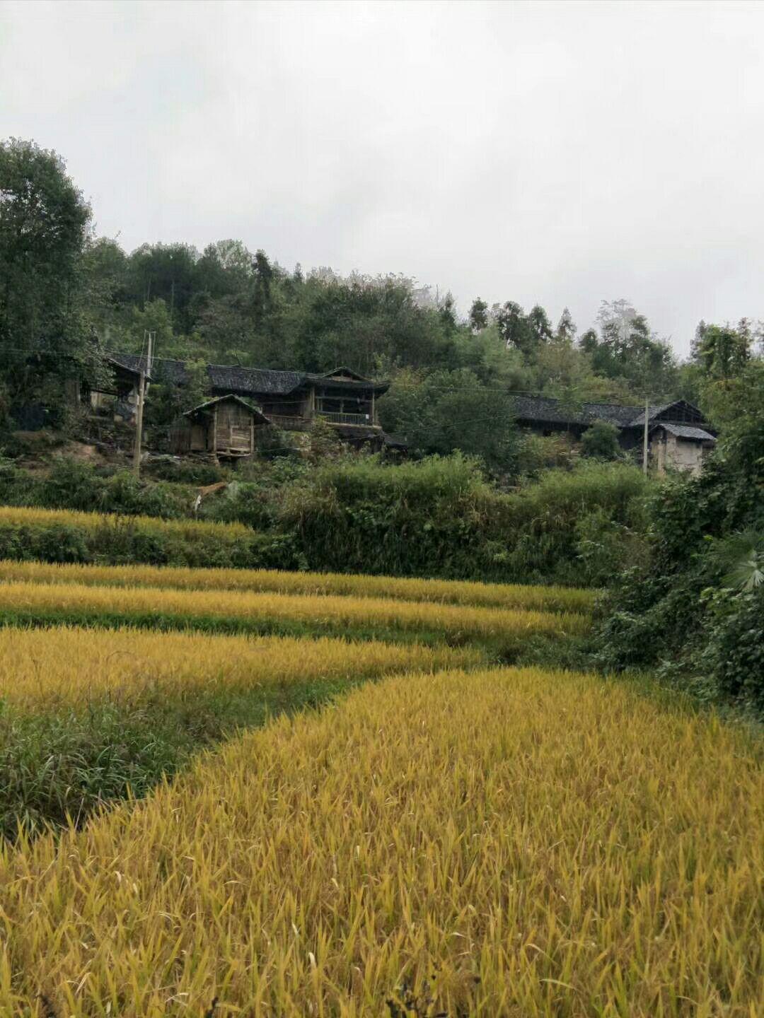 张家界高山土蜂蜜,纯天然,无添加