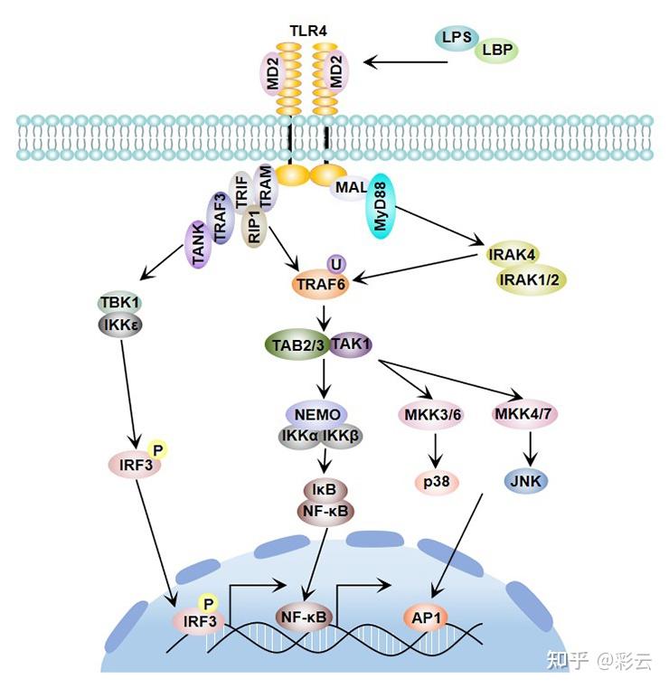 cgas-sting 信号通路发现史(上) - 知乎