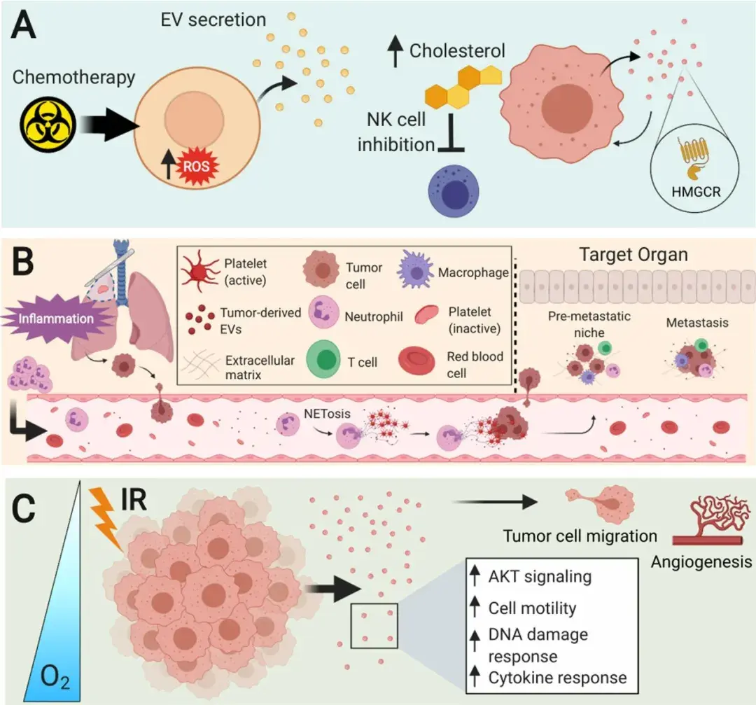 化疗会增加细胞内ros水平,从而导致更多的evs分泌;b.