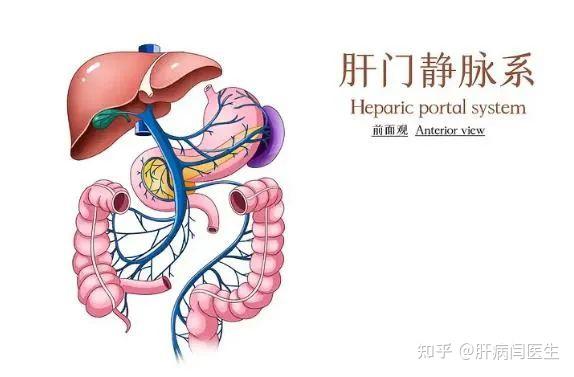 肝硬化门静脉高压是什么意思 - 知乎