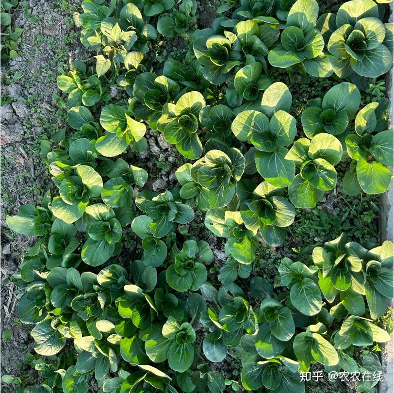 叶菜,豆类这些病虫害,不防治最影响产量!