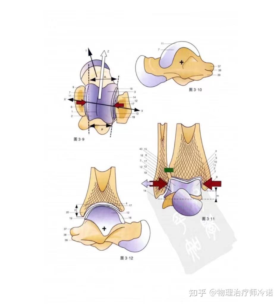 作為一個機械模型的話(圖3-6),它由以下部分組成:——下半部(a)為距骨