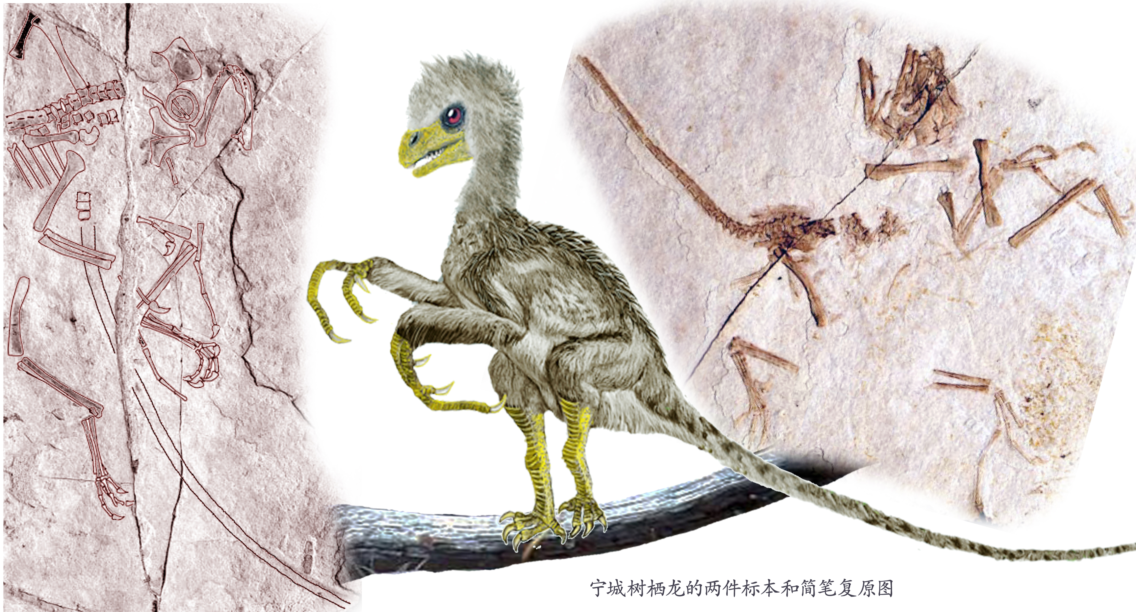 其实,擅攀鸟龙类化石的稀有并不是我们说其神秘的主要原因