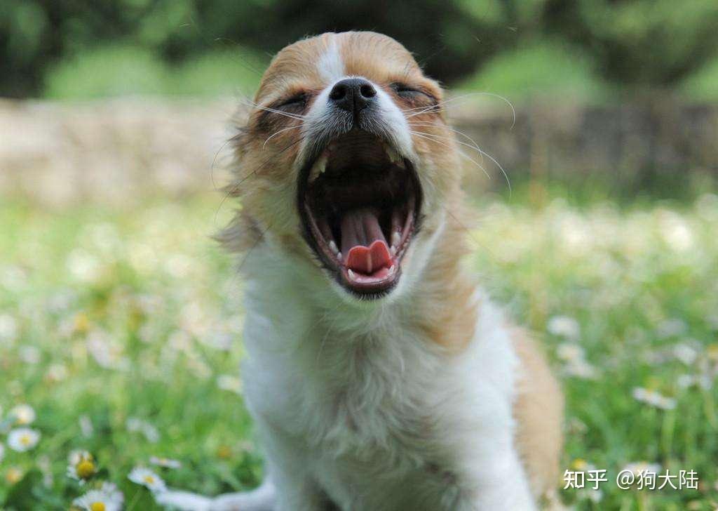 主人模仿狗子汪汪叫在它眼里有这几个含义