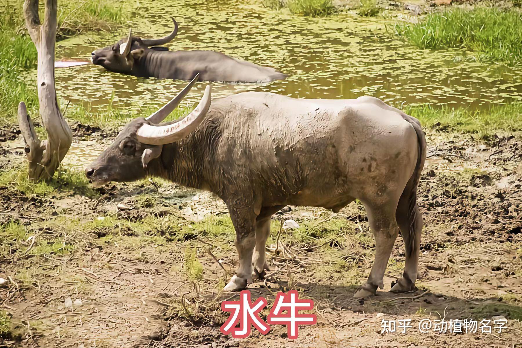 我国明确的33类禽畜是哪些,99图带你了解它们 - 知乎