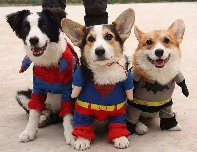 怎么拥有一只小狗 v2-3510d0471c0770b63bb6a3baa2fcbfc5_1440w.jpg?source=172ae18b