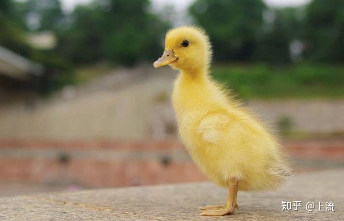 但人总有看腻可爱的时候,大鹅凭借着肆意放飞的真实个性,或能在萌宠界