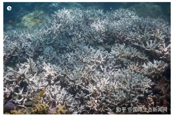 Nature 全球变暖与珊瑚的大规模白化 知乎