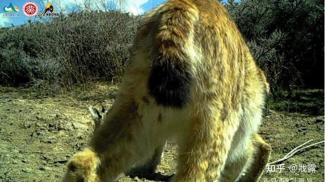 敢与虎狼相争,“恣意”在食物链顶端的大猫—猞猁 - 知乎