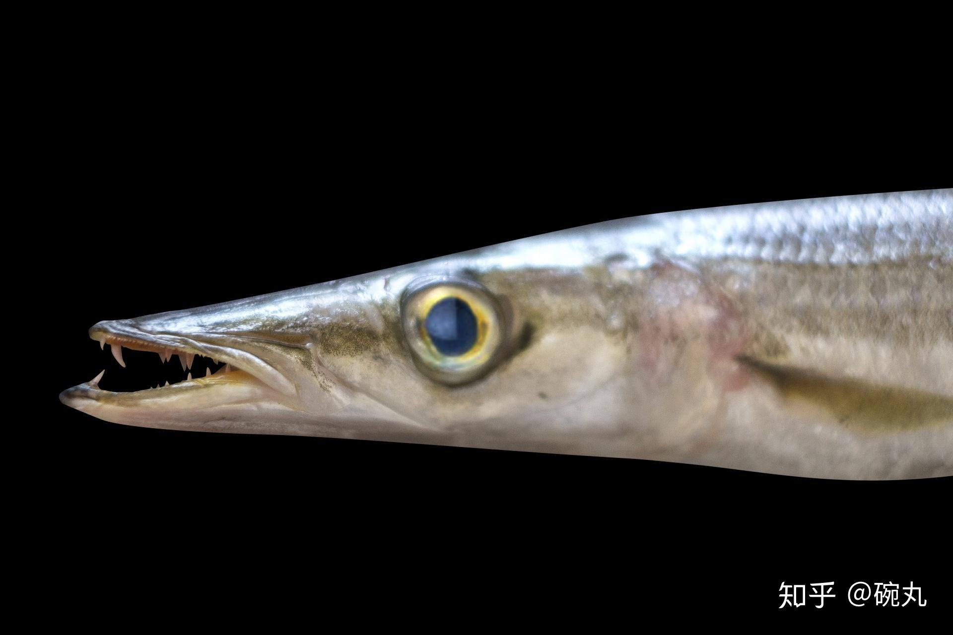 新鲜的redlip梭鱼鱼 库存图片. 图片 包括有 敌意, 空白, 海鲜, 新鲜, 梭鱼, 野生生物, 食物 - 152218793