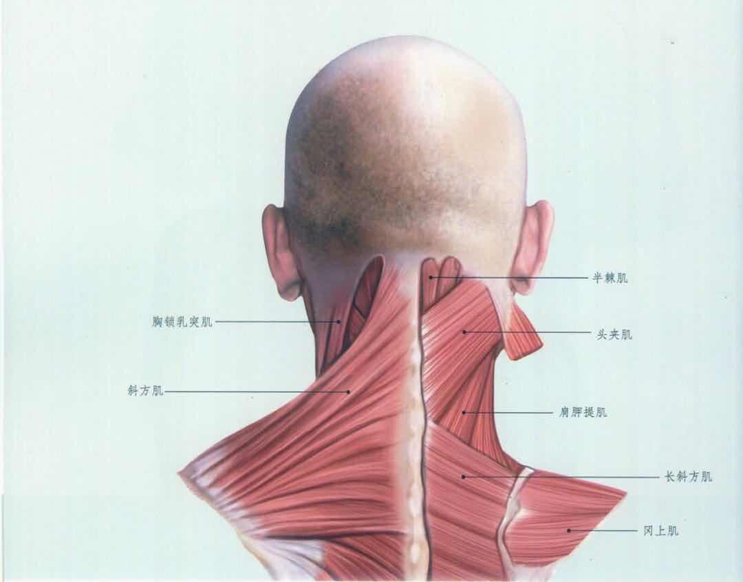 颈后部肌肉解剖图片