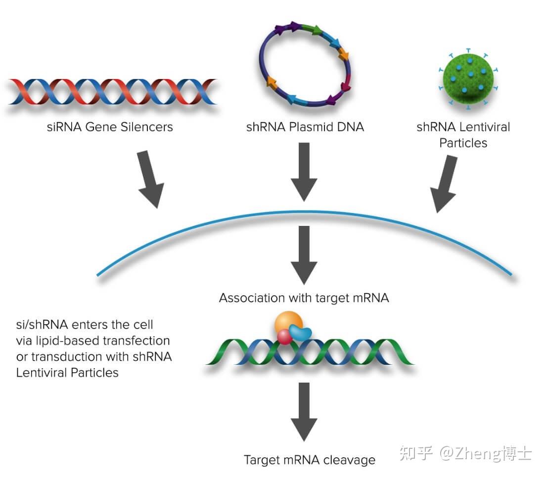 siRNA（小干扰RNA）、shRNA（短发夹RNA）和RNAi（RNA干扰）