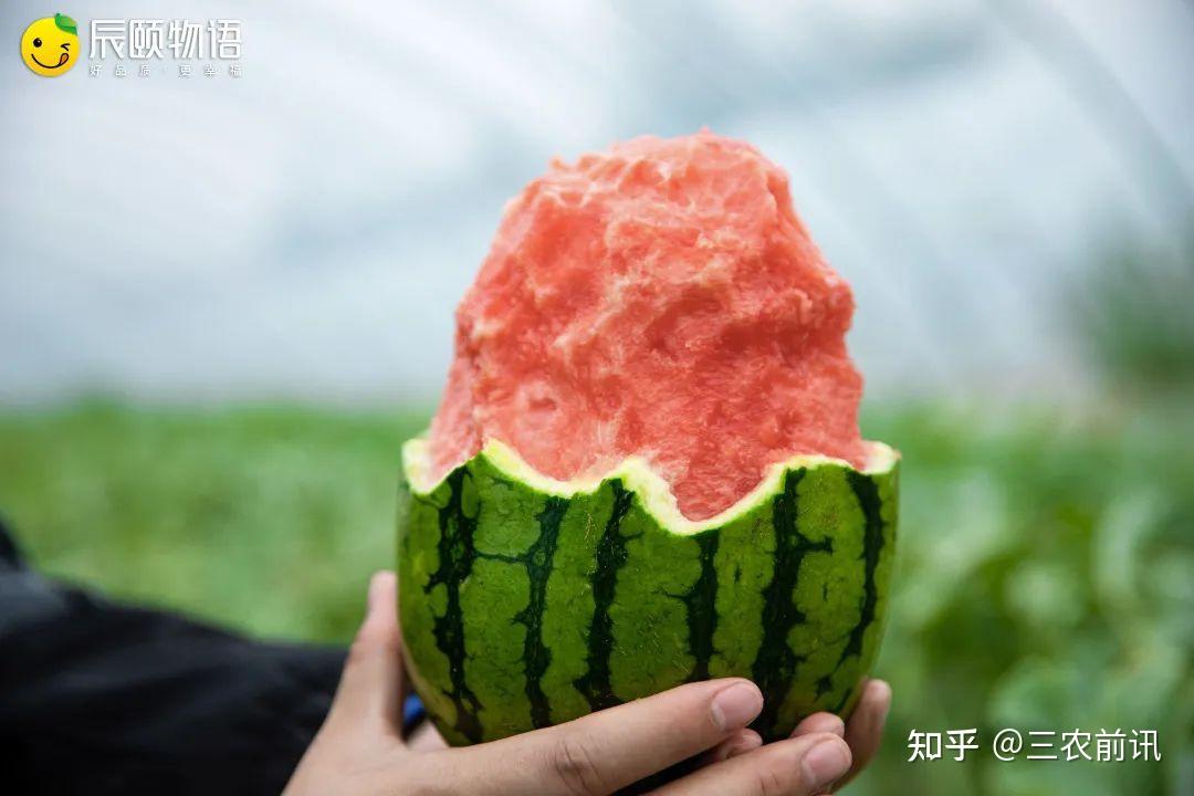 辰颐物语人类高质量西瓜必须是2k西瓜这样