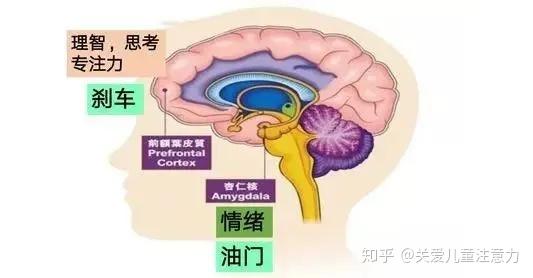 大脑额叶是理性判断的基础,3种促进孩子额叶发育的方法,让亲子关系更融洽! - 知乎