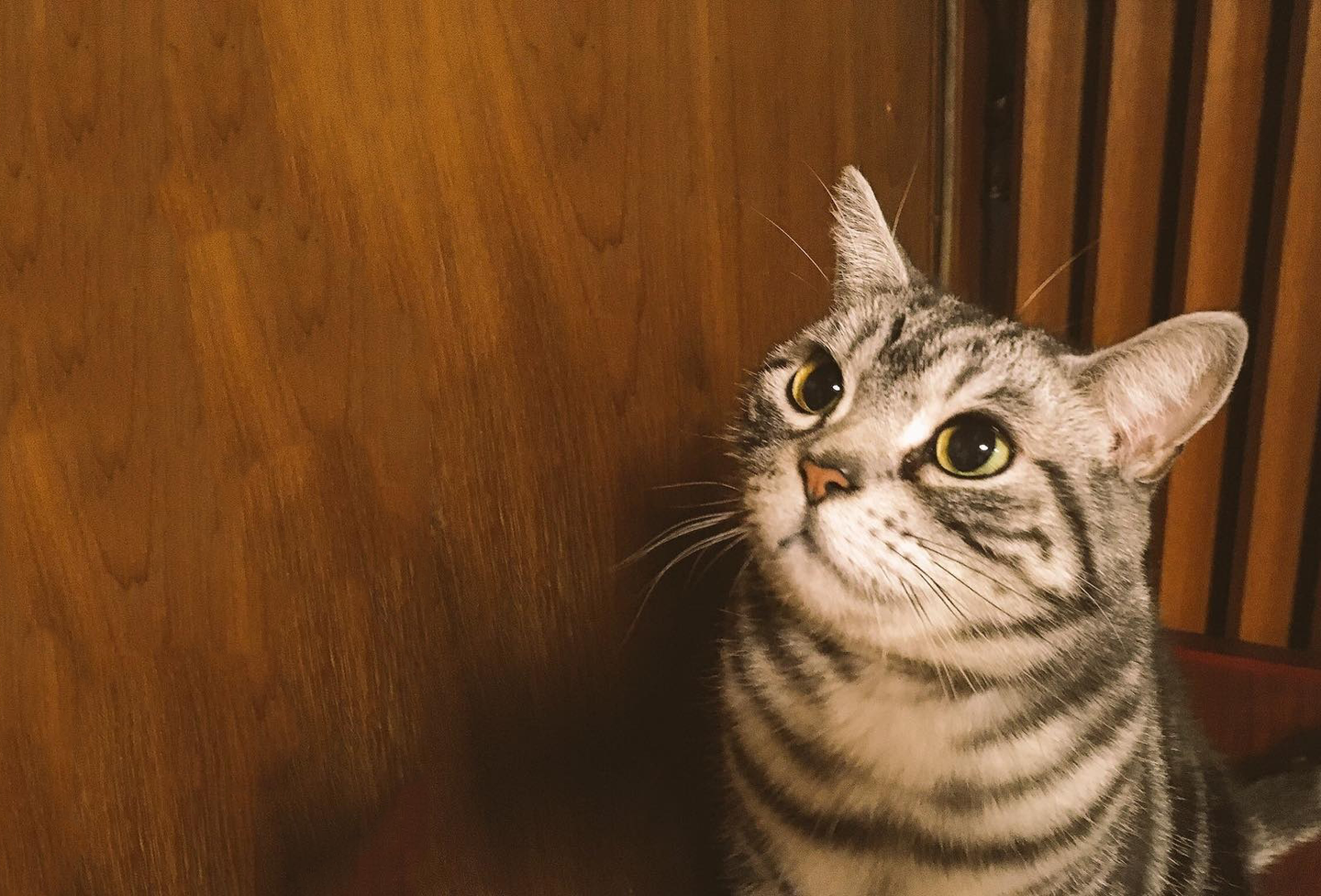 吸猫大会美国短毛猫maguro