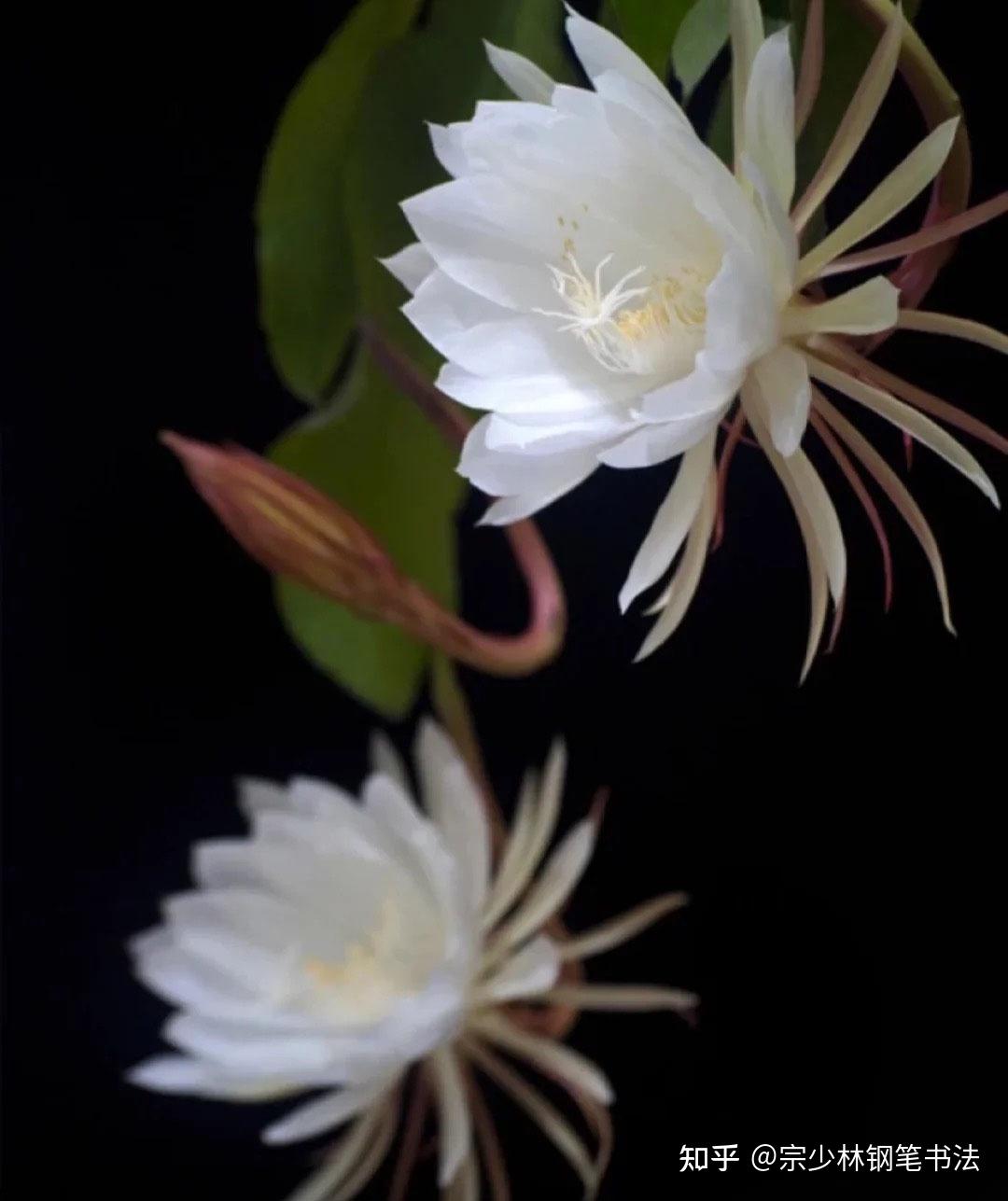 你见过月下美人之花吗花期确实短暂的瞬间的惊艳美爆了