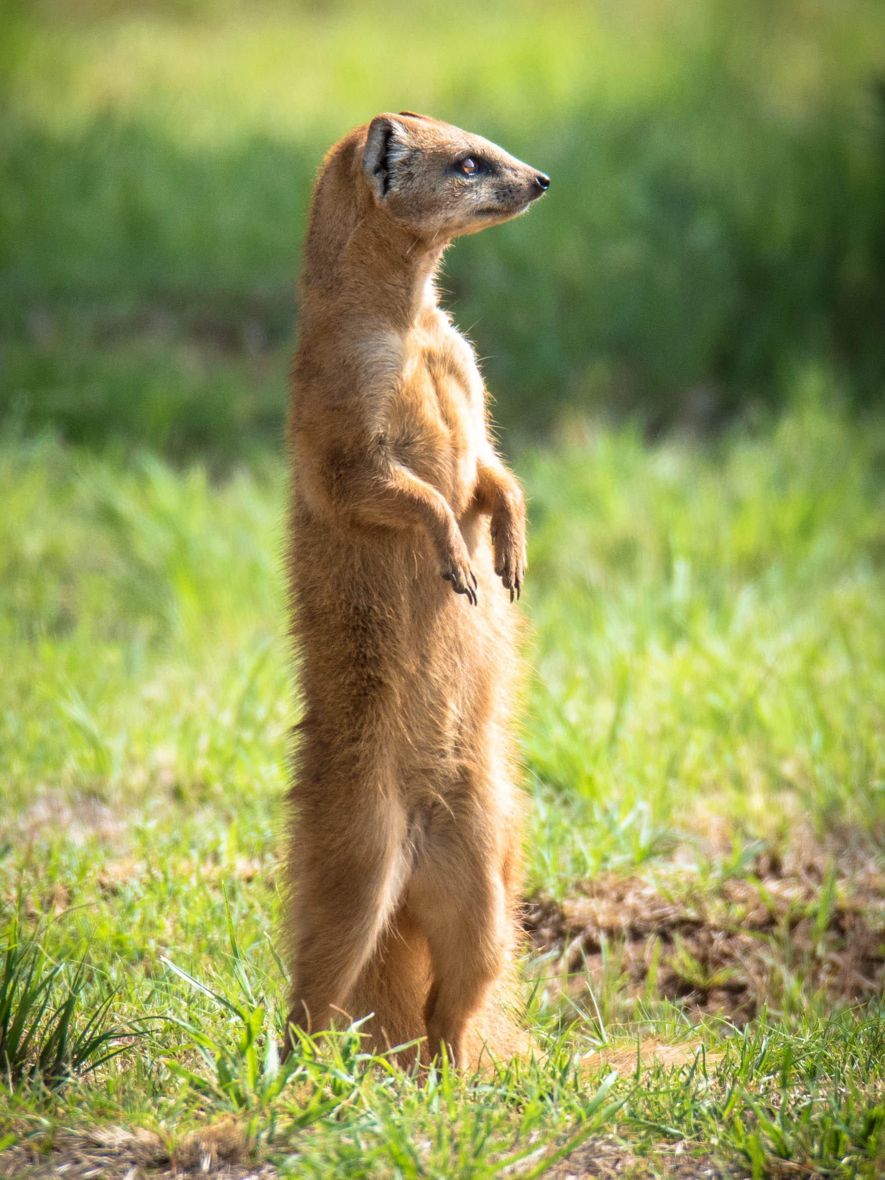 动物篇83食肉目猫型亚目下12