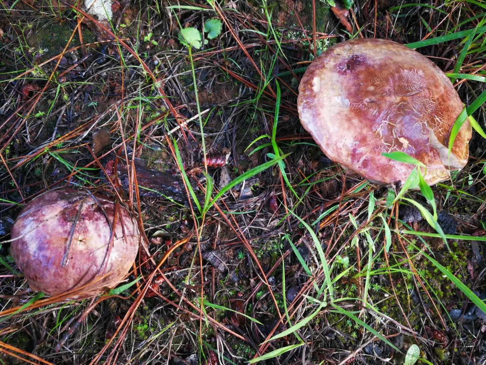 山野藏珍馐:紫盖牛肝菌 - 知乎