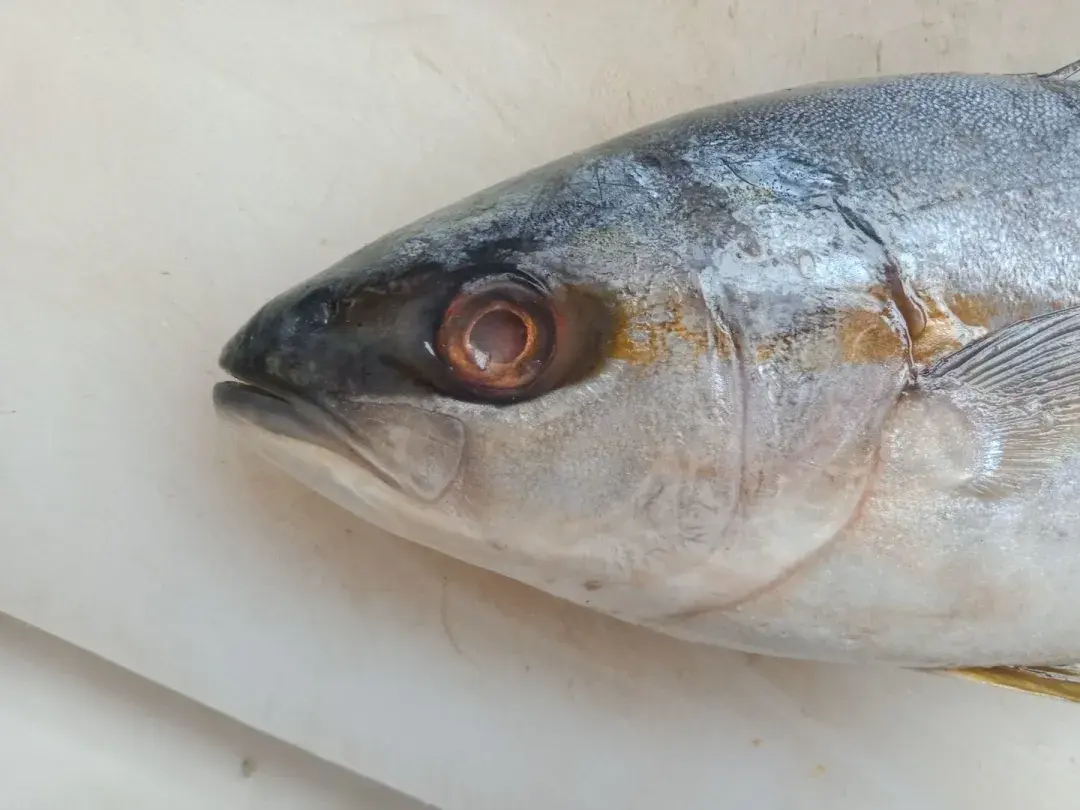 市场常见鲅鱼马鲛一览下作者暮晖熠熠