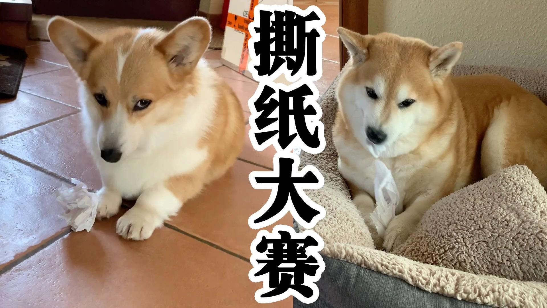 麦田"深井冰~田野里撒欢的小柴犬小柯基