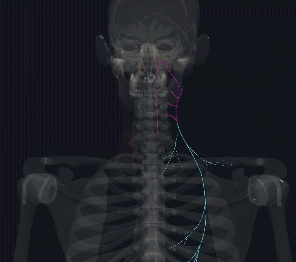 图9-23 乳突小房、乙状窦及面神经的投影图-基础医学-医学