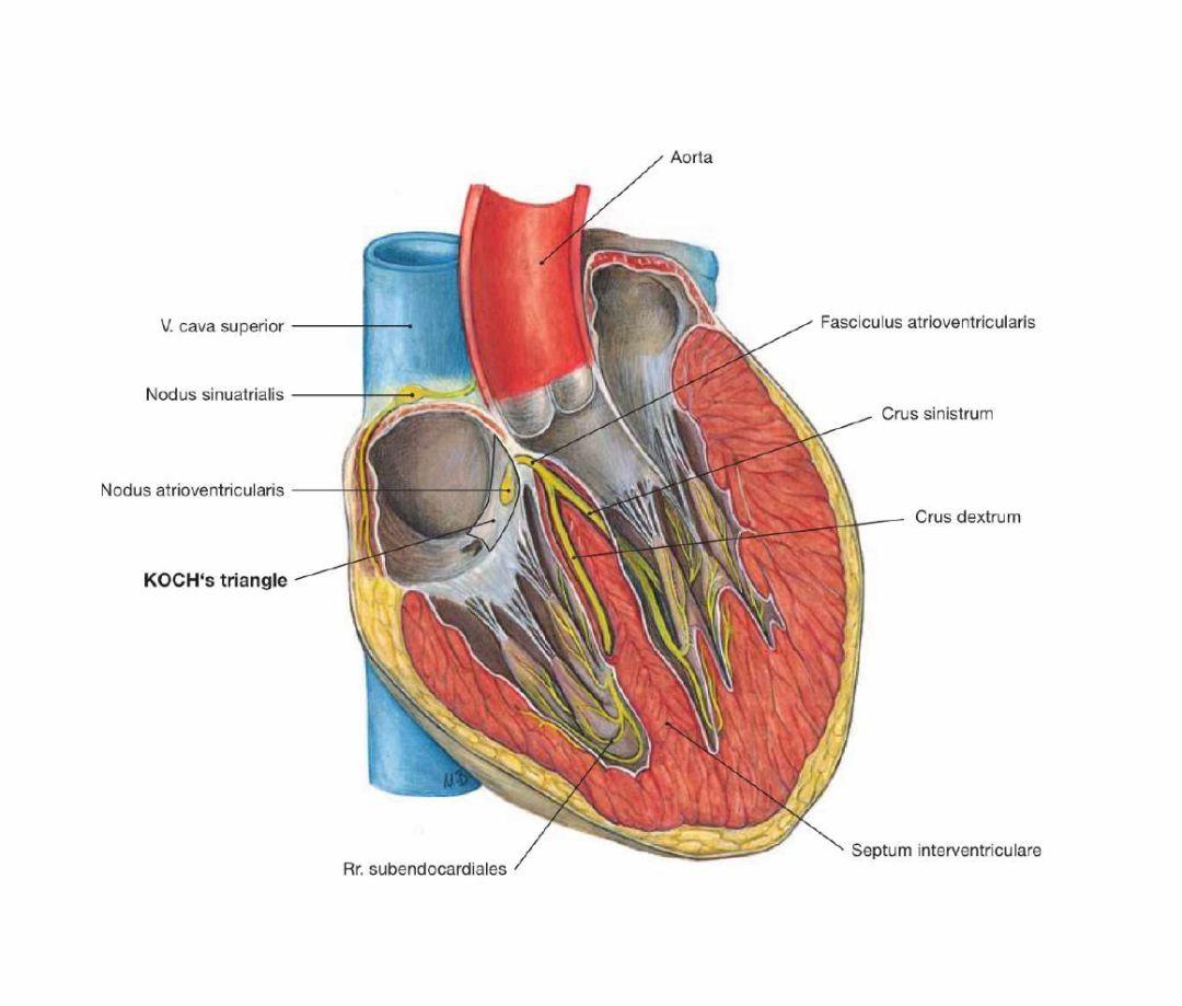 心的传导系统 - 知乎
