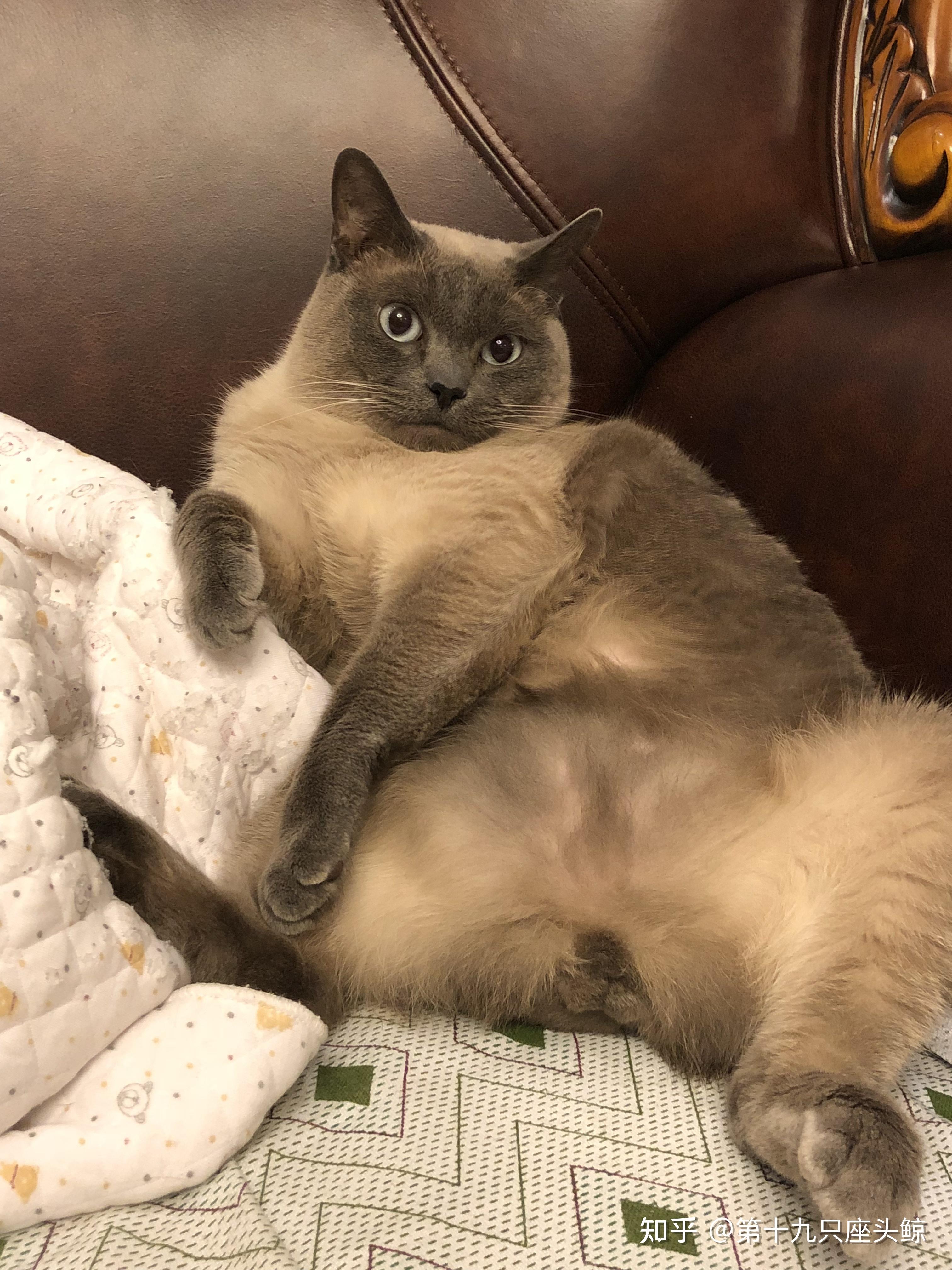 公猫绝育以后蛋蛋会怎样? - 知乎