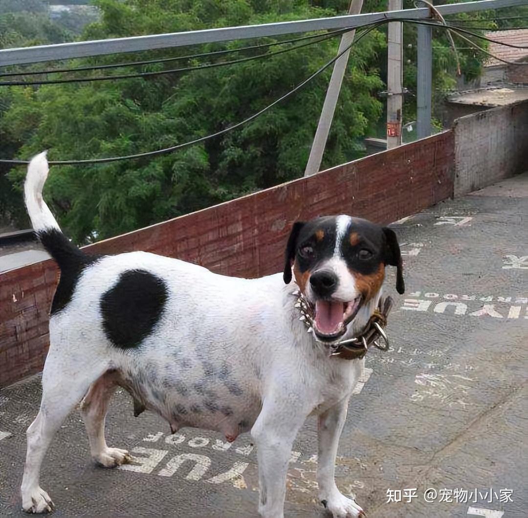 为什么喜欢“太仓猎犬”的人越来越多?网友:养了就不想换狗