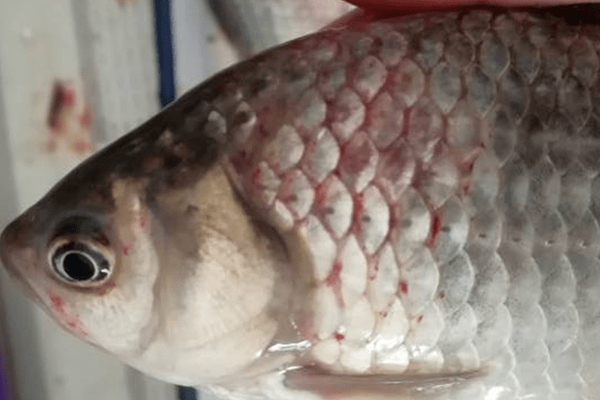 鲫鱼出血型暴发性鱼病 鲫鱼暴发性出血病 的治疗 鲫鱼 鳃出血 大红鳃 病以及鲫鱼其它病种可以参照治疗 知乎 鲫鱼出血型暴发性鱼病 鲫鱼暴发性出血病 的治疗 鲫鱼 鳃出血 大红鳃 病以及鲫鱼其它病种可以参照治疗 知乎